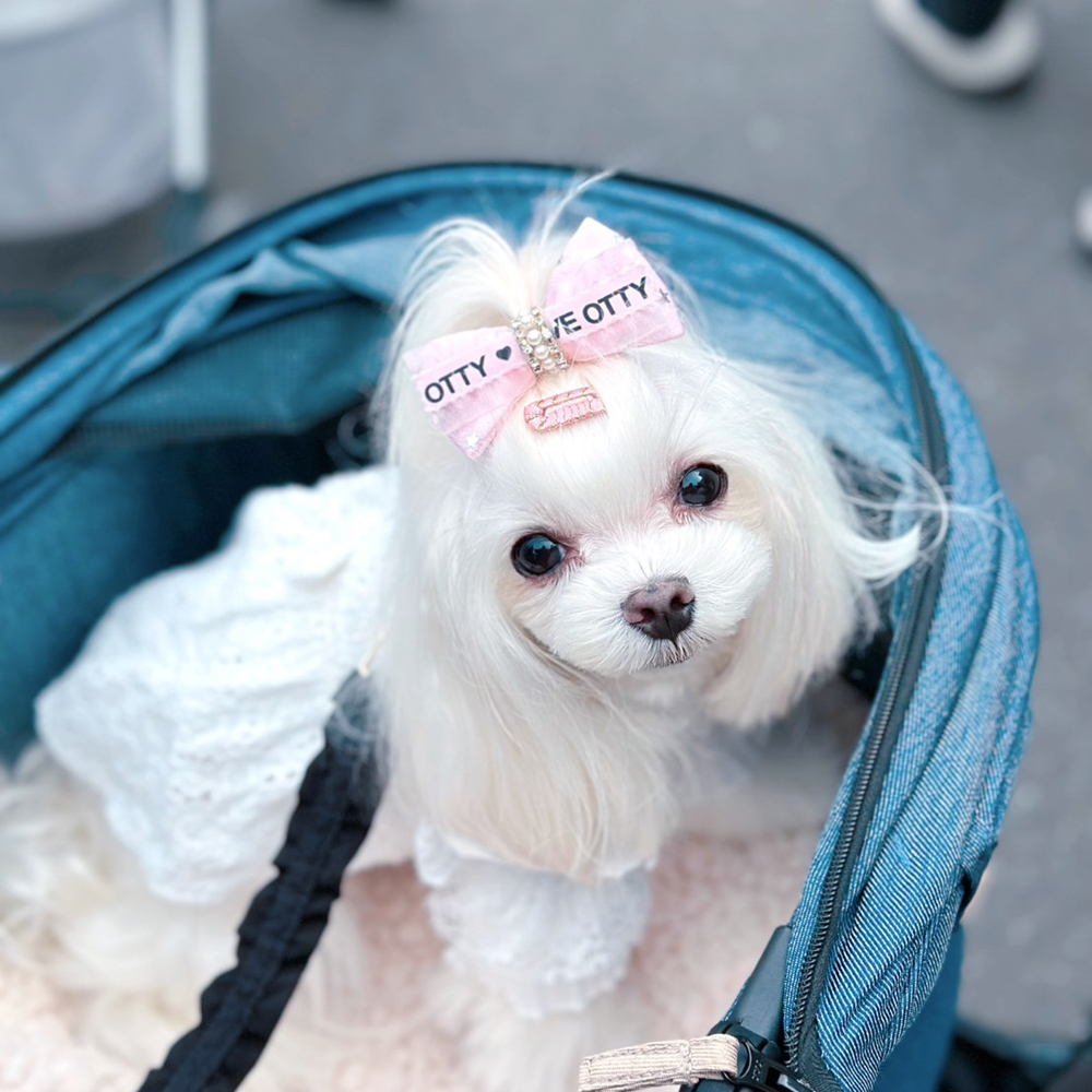 ☆卒業犬ふじちゃんの近況☆